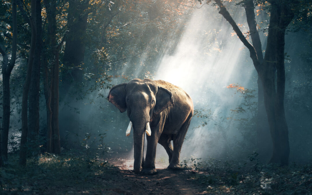 Wandering & Study: Teachings from the Late Ven. Ñāṇadīpa’s Forty Years in the Forest