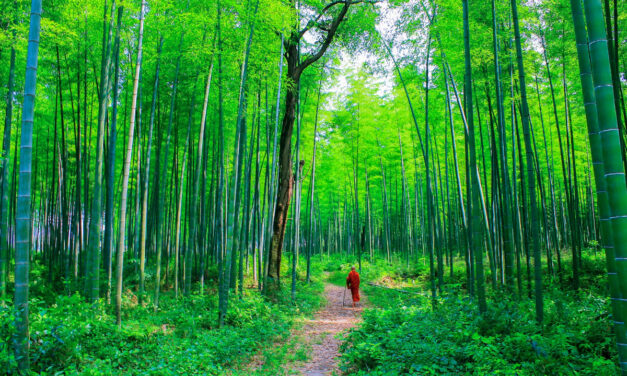 Vinaya Themes in “Stillness Flowing: The Life and Teachings of Ajahn Chah”