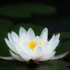 Ajahn Dhammadharo